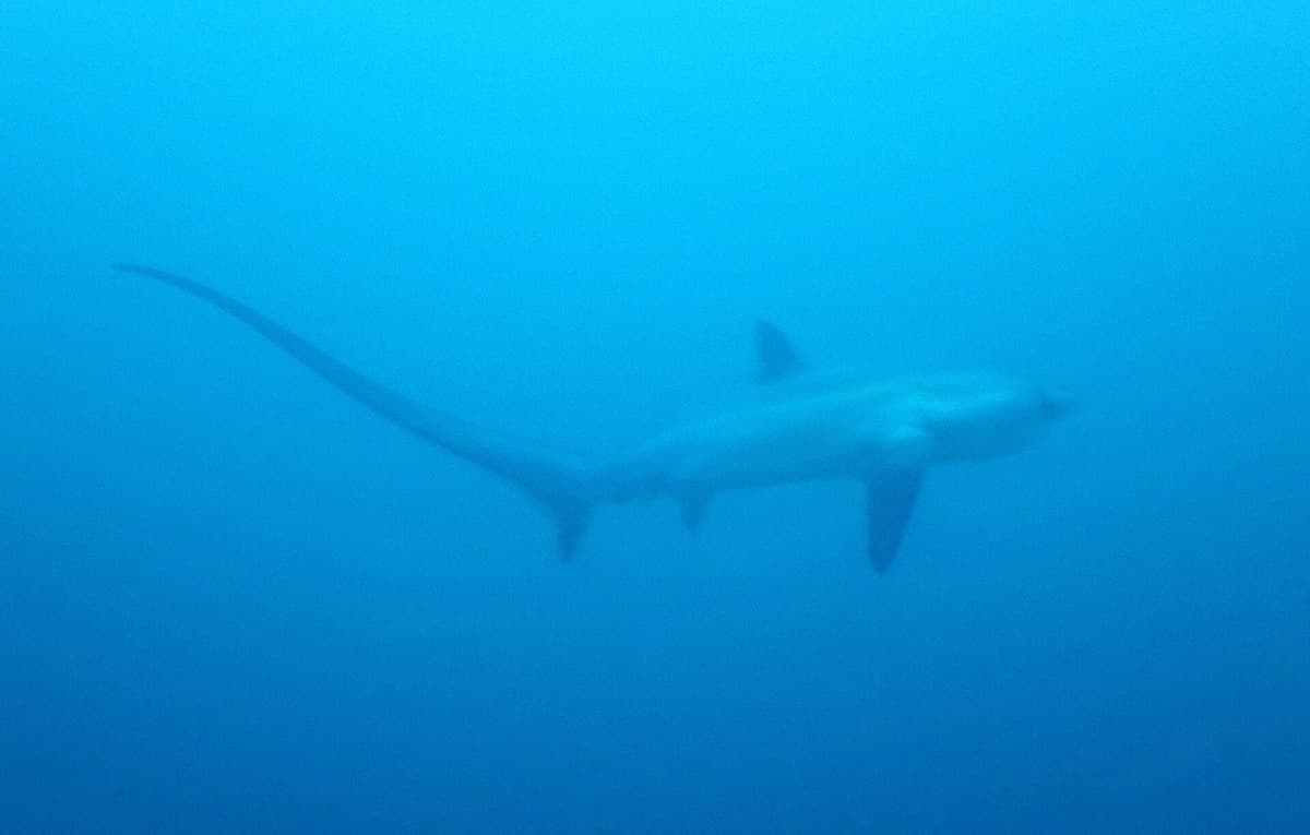 Malapascua Thresher Sharks, Kimud Shoal — event poster