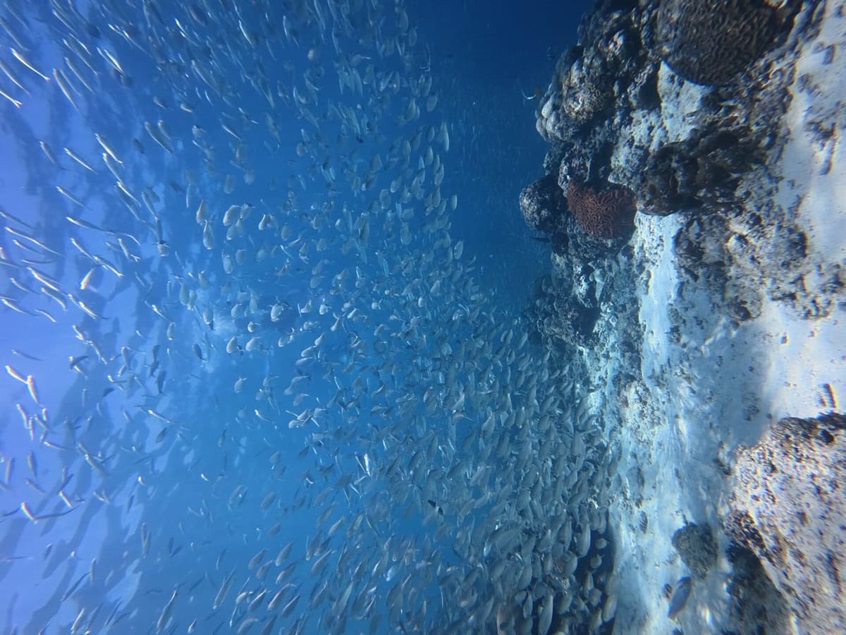 Moalboal Sardine Run & Freediving Wall — event poster
