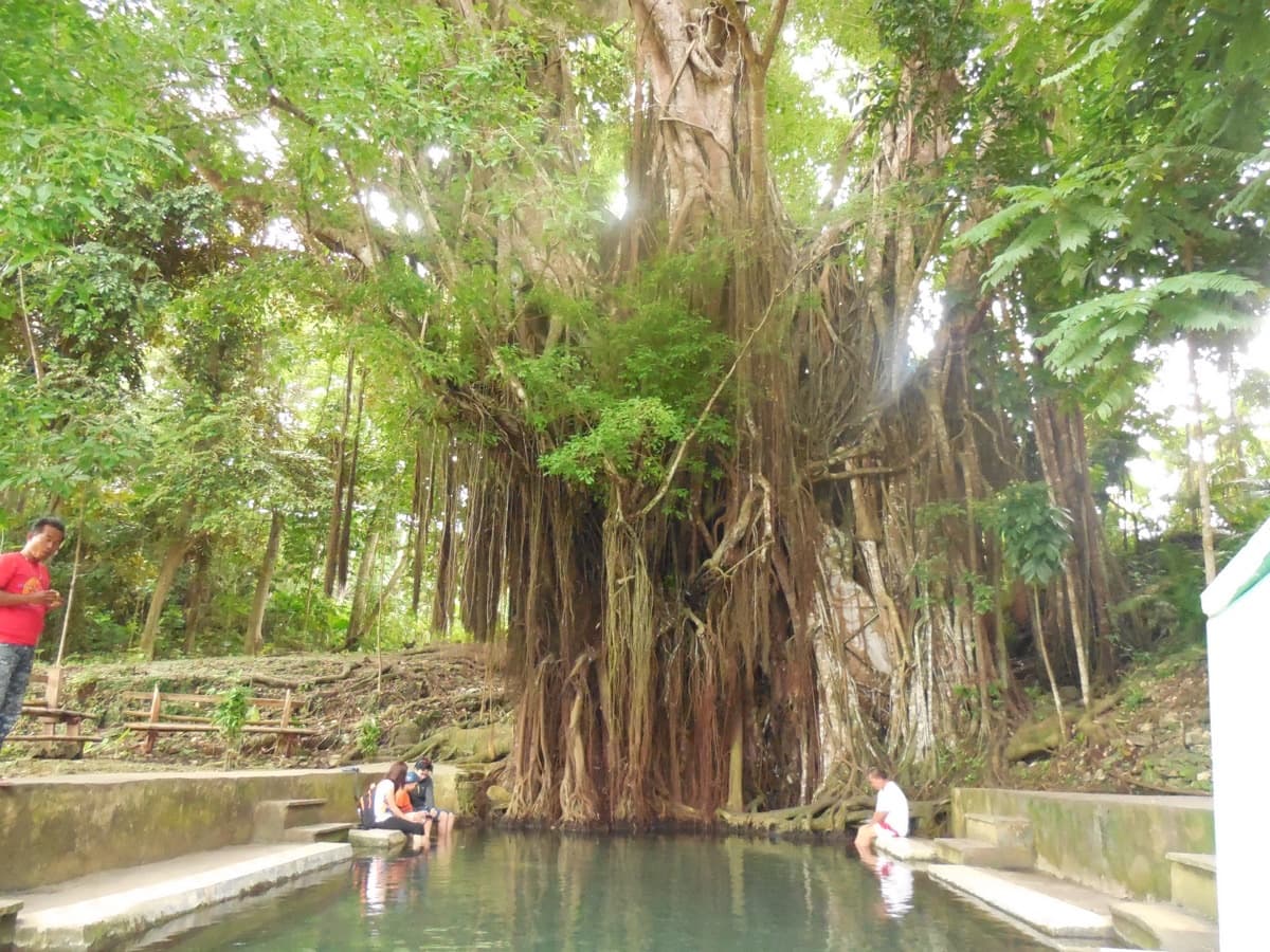 Healer-Herbalist Forest Walk & Balete Tree — event poster